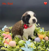 Red Collar - Dep. hold, a female Saint Bernard for sale in Columbus, US – Photo 10 of 10