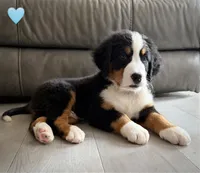Light Blue, a male Bernese Mountain Dog for sale in Kingston, OH – 9 of 9