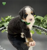 Green Collar, a male Bernese Mountain Dog for sale in Columbus, US – 5 of 10