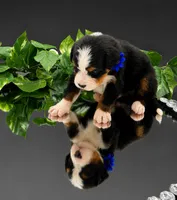Dark Blue Collar, a male Bernese Mountain Dog for sale in Columbus, US – 8 of 10