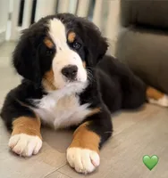 Green Collar, a male Bernese Mountain Dog for sale in Kingston, OH – 9 of 10