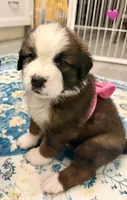 Pink Collar, a female Bernese Mountain Dog and Saint Bernard for sale in Columbus, US – 4 of 8