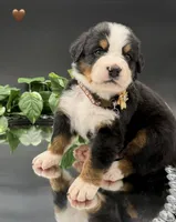 Brown Collar, a male Bernese Mountain Dog for sale in Columbus, US – 2 of 10