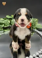 Orange Collar , a male Bernese Mountain Dog for sale in Kingston, OH – 10 of 10