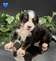 Dark Blue Collar, a male Bernese Mountain Dog for sale in Columbus, US – 9 of 10