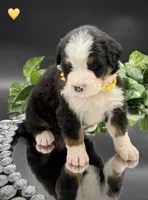 Yellow Collar, a male Bernese Mountain Dog for sale in Columbus, US – 8 of 10
