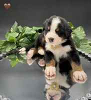 Brown Collar, a male Bernese Mountain Dog for sale in Columbus, US – 10 of 10