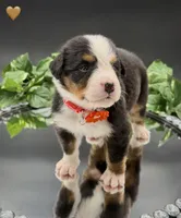 Orange Collar , a male Bernese Mountain Dog for sale in Kingston, OH – 3 of 10