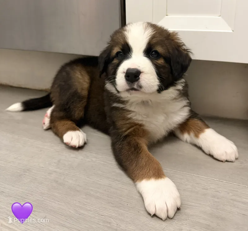 Purple Collar – Bernese Mountain Dog, Saint Bernard puppy for sale in Columbus, OH, US