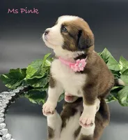 Pink Collar, a female Bernese Mountain Dog and Saint Bernard for sale in Columbus, US – Photo 9 of 10