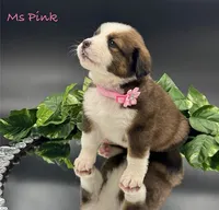 Pink Collar, a female Bernese Mountain Dog and Saint Bernard for sale in Columbus, US – Photo 3 of 10