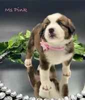 Pink Collar, a female Bernese Mountain Dog and Saint Bernard for sale in Columbus, US – Photo 5 of 10