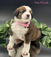 Pink Collar, a female Bernese Mountain Dog and Saint Bernard for sale in Columbus, US – Photo 7 of 10