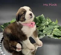 Pink Collar, a female Bernese Mountain Dog and Saint Bernard for sale in Columbus, US – Photo 2 of 10