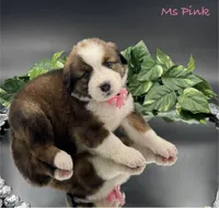Pink Collar, a female Bernese Mountain Dog and Saint Bernard for sale in Columbus, US – Photo 6 of 10