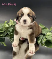 Pink Collar, a female Bernese Mountain Dog and Saint Bernard for sale in Columbus, US – Photo 1 of 10