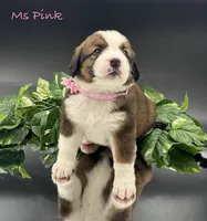 Pink Collar, a female Bernese Mountain Dog and Saint Bernard for sale in Columbus, US – Photo 10 of 10