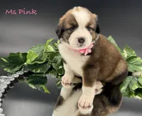Pink Collar, a female Bernese Mountain Dog and Saint Bernard for sale in Columbus, US – Photo 8 of 10