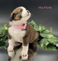 Pink Collar, a female Bernese Mountain Dog and Saint Bernard for sale in Columbus, US – Photo 4 of 10