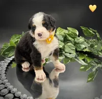 Yellow Collar, a male Bernese Mountain Dog for sale in Columbus, US – 3 of 10