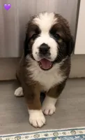 Purple Collar, a female Bernese Mountain Dog and Saint Bernard for sale in Columbus, US – 8 of 8