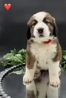 Red Collar, a female Bernese Mountain Dog and Saint Bernard for sale in Kingston, OH – 8 of 10