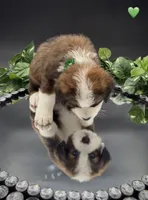 Green Collar, a male Bernese Mountain Dog and Saint Bernard for sale in Columbus, US – 9 of 10