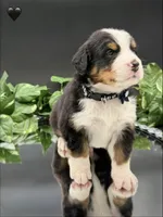 Black Collar , a male Bernese Mountain Dog for sale in Columbus, US – 6 of 7