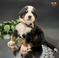 Brown Collar, a male Bernese Mountain Dog for sale in Columbus, US – 6 of 10