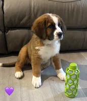 Purple Collar, a female Bernese Mountain Dog and Saint Bernard for sale in Kingston, OH – 2 of 10