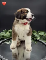 Red Collar, a female Bernese Mountain Dog and Saint Bernard for sale in Kingston, OH – 3 of 10