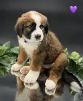Purple Collar, a female Bernese Mountain Dog and Saint Bernard for sale in Kingston, OH – 7 of 10