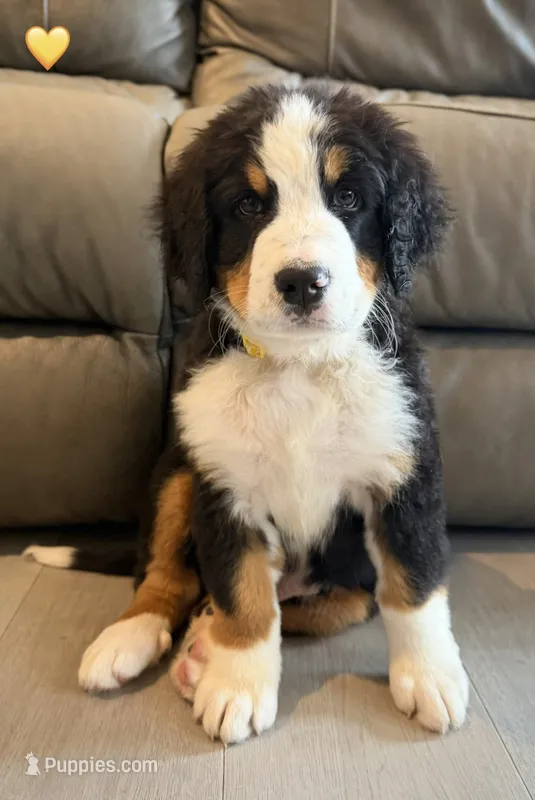 Yellow Collar – Bernese Mountain Dog puppy for sale in Kingston, OH