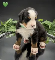 Green Collar, a male Bernese Mountain Dog for sale in Columbus, US – 4 of 10