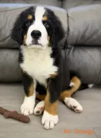 Orange Collar , a male Bernese Mountain Dog for sale in Kingston, OH – 6 of 10