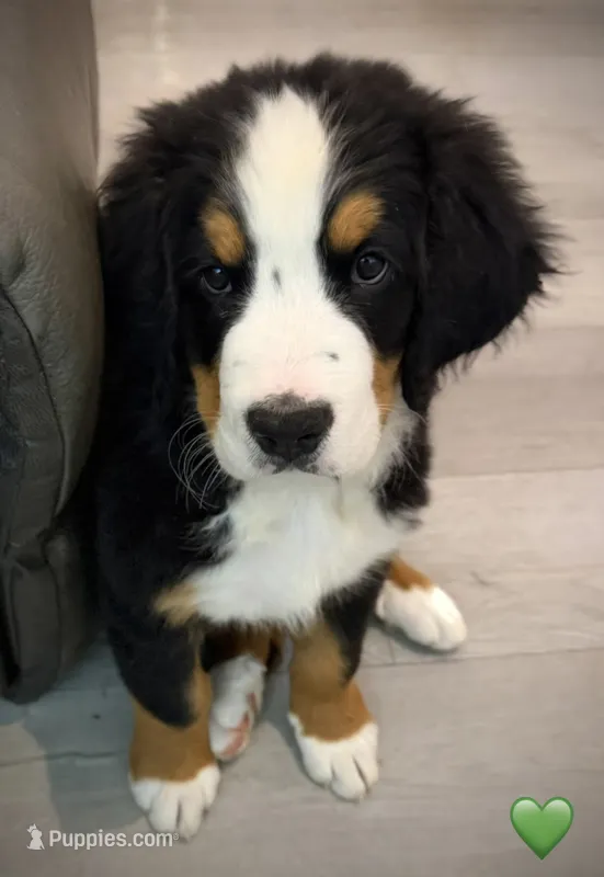 Green Collar – Bernese Mountain Dog puppy for sale in Kingston, OH
