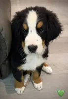 Green Collar, a male Bernese Mountain Dog for sale in Kingston, OH – 1 of 10