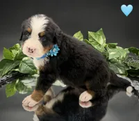 Light Blue, a male Bernese Mountain Dog for sale in Columbus, US – 8 of 10