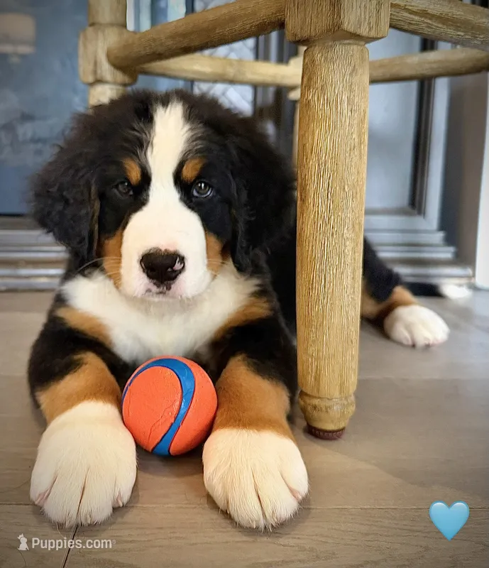 Light Blue – Bernese Mountain Dog puppy for sale in Kingston, OH