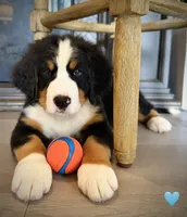Light Blue, a male Bernese Mountain Dog for sale in Kingston, OH – 1 of 9