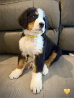 Yellow Collar, a male Bernese Mountain Dog for sale in Kingston, OH – 10 of 10