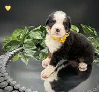 Yellow Collar, a male Bernese Mountain Dog for sale in Columbus, US – 2 of 10