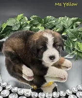 Yellow Collar, a female Bernese Mountain Dog and Saint Bernard for sale in Columbus, US – Photo 8 of 10
