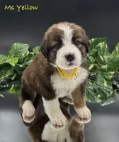 Yellow Collar, a female Bernese Mountain Dog and Saint Bernard for sale in Columbus, US – Photo 7 of 10