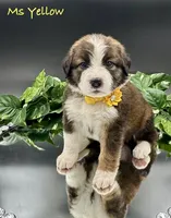 Yellow Collar, a female Bernese Mountain Dog and Saint Bernard for sale in Columbus, US – Photo 1 of 10