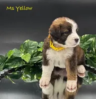 Yellow Collar, a female Bernese Mountain Dog and Saint Bernard for sale in Columbus, US – Photo 4 of 10