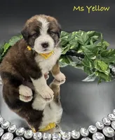 Yellow Collar, a female Bernese Mountain Dog and Saint Bernard for sale in Columbus, US – Photo 6 of 10