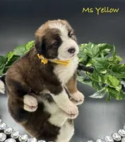 Yellow Collar, a female Bernese Mountain Dog and Saint Bernard for sale in Columbus, US – Photo 3 of 10