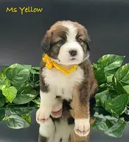 Yellow Collar, a female Bernese Mountain Dog and Saint Bernard for sale in Columbus, US – Photo 2 of 10