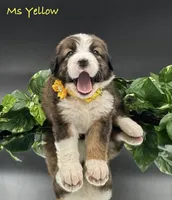 Yellow Collar, a female Bernese Mountain Dog and Saint Bernard for sale in Columbus, US – Photo 5 of 10